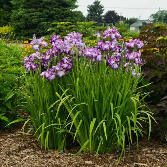 Iris Ensata 'Lion King',Japanese Iris 'Lion King', Japanese Flag 'Lion King', Japanese Water Iris 'Lion King', Sword-Leaved Iris 'Lion King',' Bicolored Iris, Flowers for wet soils, Plants for wet soils, Best Japanese Iris