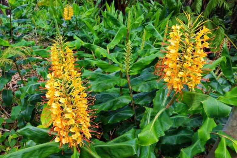Hedychium gardnerianum, Kahili Ginger, Kahili Ginger Lily, Ginger Lily, Yellow Ginger Lily, Kahila Garland-Lily, Kahili Garland Lily, Perennial Plants, Perennial Flowers, Exotic Flowers