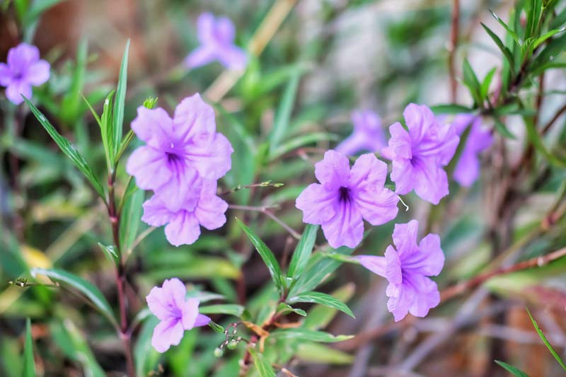 Ruellia, Wild Petunia, Prairie Petunia, Fringeleaf Wild Petunia, Mexican Petunia, Desert Petunia, Florida Bluebells, Mexican Blue Bells, Water Bluebell, Creeping Ruellia, Trailing Ruellia
