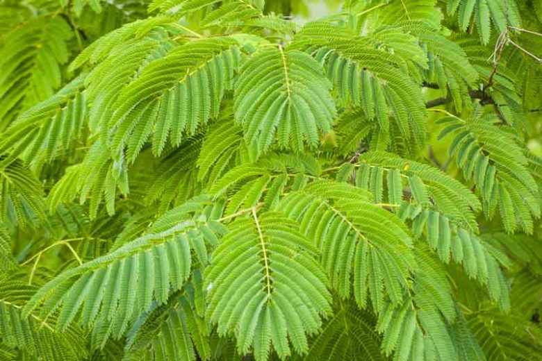 Albizia julibrissin, Silk Tree, Mimosa, Bastard Tamarind, Nemu Tree, Acacia julibrissin, deciduous shrub, pink flowers, fragrant shrub