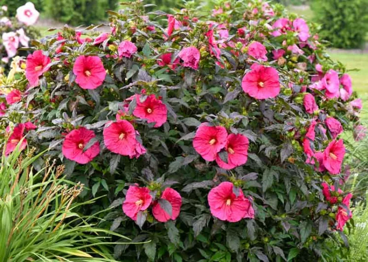Hibiscus 'Evening Rose', Rose Mallow 'Evening Rose', Shrub Althea 'Evening Rose', Summerific Collection, Flowering Shrub, Pink flowers, Pink Hibiscus