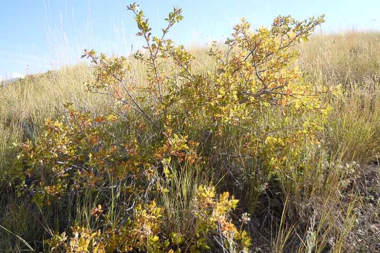 Rhus trilobata, Skunkbush, Skunkbush Sumac, Fragrant Sumac, Aromatic Sumac, Scented Sumac, Ill-scented Sumac, Basketbush, Squawbush