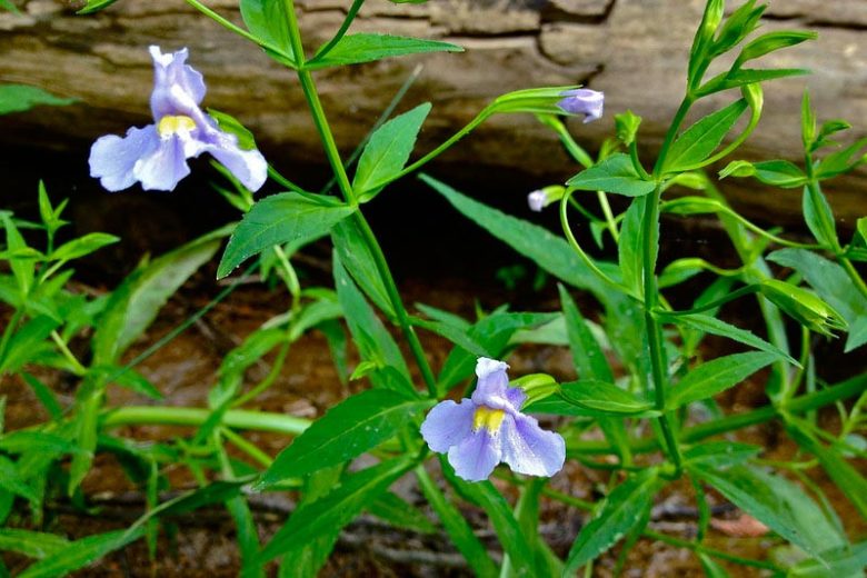 Mimulus ringens, Allegheny Monkey Flower, Allegheny Monkeyflower, Square-stemmed Monkeyflower, Square-stem Monkeyflower, Purple flowers, Southwest natives