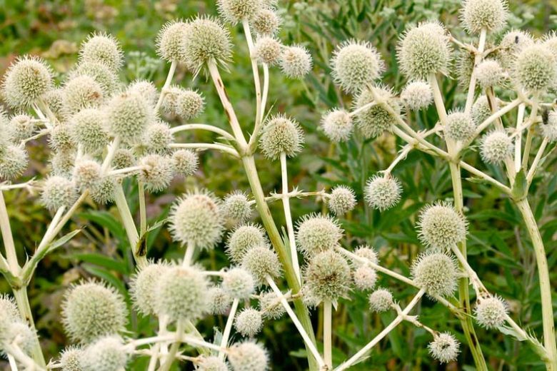 Eryngium Yuccifolium, Rattlesnake Master, Button Snakeroot, Rattlesnake's Master, Button Eryngo, Dry soils plants, Blue flowers, silver perennials