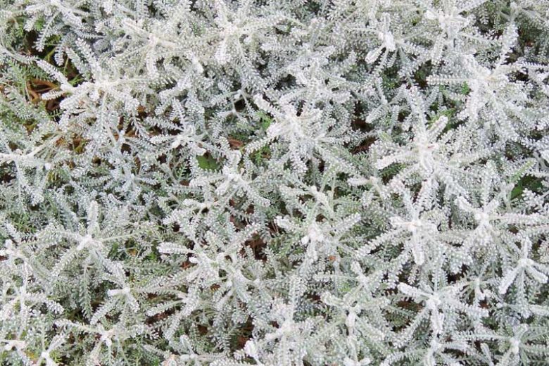 Santolina Chamaecyparissus, Santolina, Lavender Cotton, Gray Santolina, Ground Cypress, Cotton Lavender, Santolina incana, Chamaecyparissus africanus, Drought Tolerant plant, Silver Foliage plant