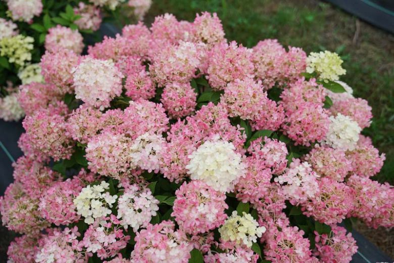 Hydrangea Paniculata Fire Light Tidbit, Hydrangea Fire Light Tidbit, Fire Light Tidbit Hydrangea, Panicle Hydrangea Fire Light Tidbit, Paniculate Hydrangea Fire Light Tidbit, Pink Flowers, Pink Hydrangea,Hydrangea paniculata 'SMNHPK'