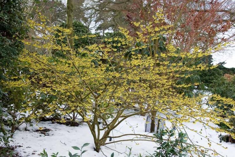 Hamamelis x Intermedia 'Savill Starlight', Witch Hazel 'Savill Starlight', Hamamelis mollis 'Savill Starlight', Yellow Hamamelis, Yellow Witch Hazel