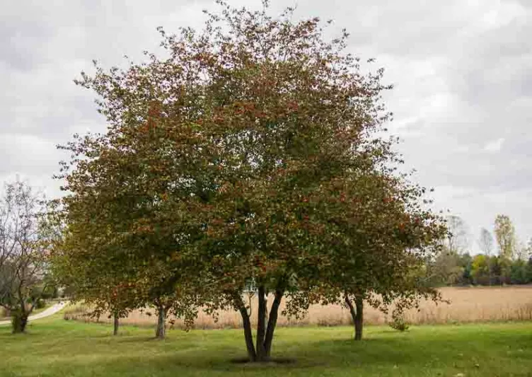Crataegus phaenopyrum, Washington Hawthorn, Washington Thorn, Crataegus cordata, Red fruit, red berries, Winter fruits, White flowers,