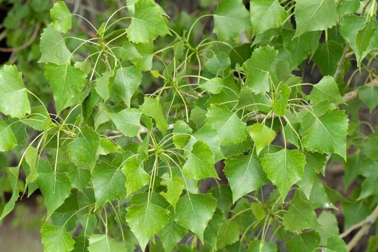 Populus deltoides, Eastern Cottonwood, Deciduous Tree, Fall Color