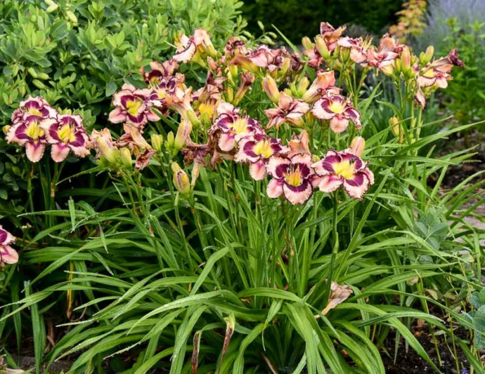 Hemerocallis Sound of My Heart, Daylily Sound of My Heart, Day Lily Sound of My Heart, Sound of My Heart Daylily, daylilies, Daylily, Day Lilies, Pink flowers, Pink day lily, Pink Daylily, Midseason Daylilies, Reblooming Daylilies