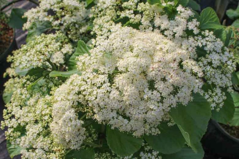Viburnum dilatatum Tandoori Orange®,Linden Viburnum Tandoori Orange®, Viburnum dilatatum 'SMNVDMDO', Orange berries, Shrub with fall color, fall color, shrub with berries