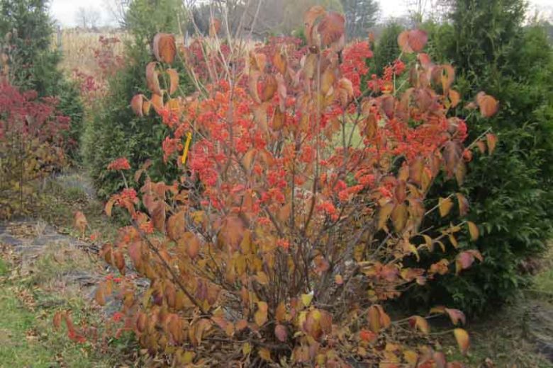 Viburnum dilatatum Tandoori Orange®,Linden Viburnum Tandoori Orange®, Viburnum dilatatum 'SMNVDMDO', Orange berries, Shrub with fall color, fall color, shrub with berries