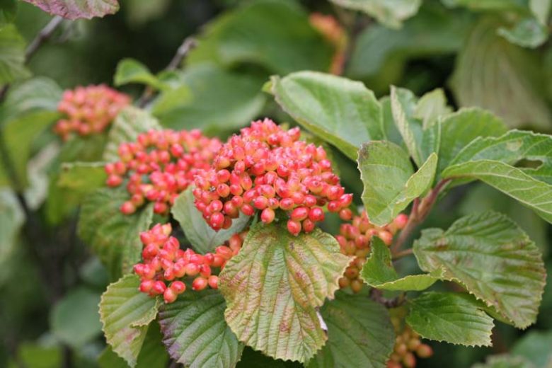 Viburnum dilatatum Tandoori Orange®,Linden Viburnum Tandoori Orange®, Viburnum dilatatum 'SMNVDMDO', Orange berries, Shrub with fall color, fall color, shrub with berries