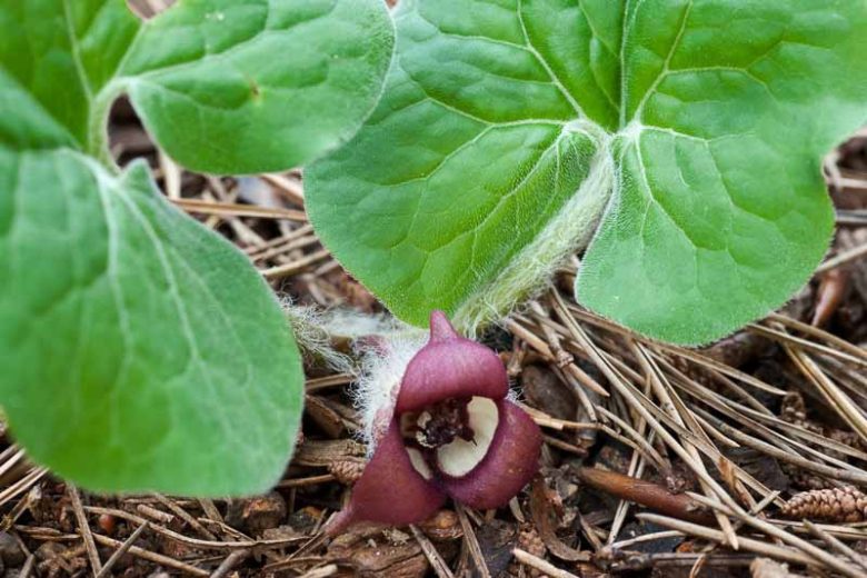 Wild Ginger, Asarum canadense, Canada Wild Ginger, Snake Root, Black Snakeweed, Canadian Snakeroot, Colic Root, False Crowfoot, Ginger Root, Heart-Leaf, Pigs, Southern Snakeroot, Southern Wild Ginger, Vermont Snakeroot