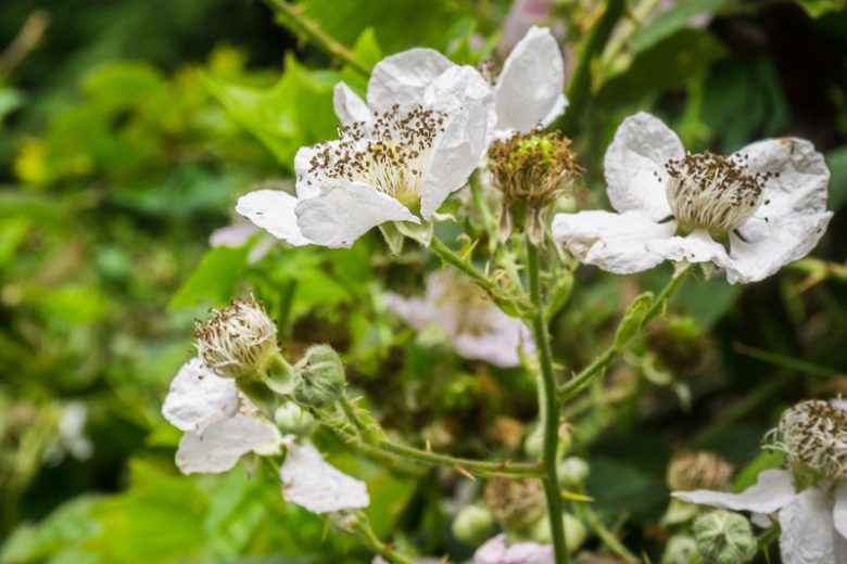 Rubus ursinus, California Blackberry, California Dewberry, Western Blackberry, Pacific Blackberry, Black Berries, Fruiting Shrub