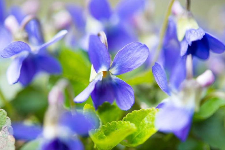 Viola Odorata, Sweet Violet, March Violet, Sweet Pansy, English Violet, Florist's Violet, Garden Violet, Shade plants, shade perennial, violet flowers, plants for shade, fragrant perennials