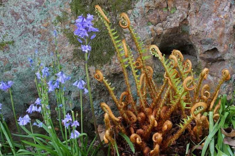 Polystichum munitum, Western Sword Fern, Sword Fern, Giant Holly Fern, Aspidium munitum, Evergreen Fern, Shade plants, shade perennial, plants for shade
