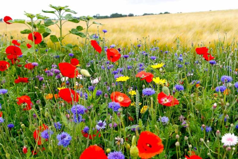 Centaurea Cyanus, Cornflower, Witches' Bells, Ragged Robin, Happy Skies, Haw Dods, Hurtsickle, French Pink, Brushes, Bunk, Blue Tops, Bluets, Blawort, Ragged Sailor, Cornbottle, Corn Centaury, Break-Your-Spectacles, Blue Bow, Blue Poppy, Blue Bonnets, Blu