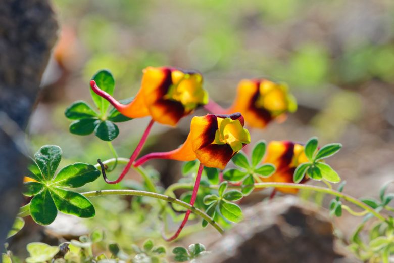 Tropaeolum tricolor, Tricolor Nasturtium, Orange Flowers, Red Flowers, Yellow Flowers, Tricolor Flowers