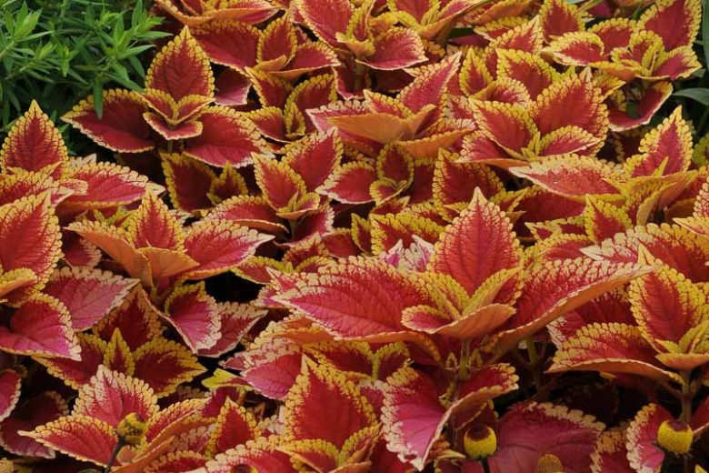 Solenostemon Trusty Rusty, Coleus Trusty Rusty, Plectranthus Trusty Rusty, Orange Coleus,Orange Solenostemon, Orange Plectranthus