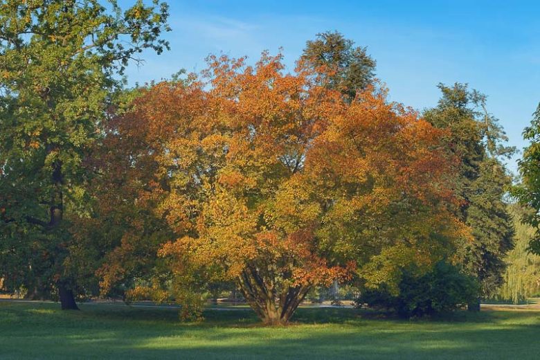 Acer ginnala, Amur, Amur Maple, Acer tataricum subsp. ginnala, Fall Color