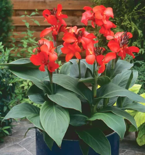 Canna 'Toucan Dark Orange', Indian Shot 'Toucan Dark Orange', Cana Lily 'Toucan Dark Orange, Canna Lily Canna lilies, Orange Canna Lilies, Red Canna Lilies