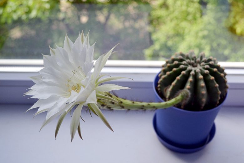 Echinopsis oxygona, Easter Lily Cactus, Sea-Urchin Cactus, Cereus oxygonus, Echinocactus oxygonus, Echinonyctanthus oxygonus