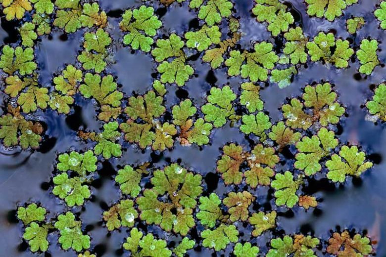 Azolla caroliniana, Carolina Mosquitofern, Carolina Mosquito Fern, Water Fern, Eastern Mosquito Fern, Fairy Moss, Fairy Floating Moss, Aquatic Ferns, Pond Plants