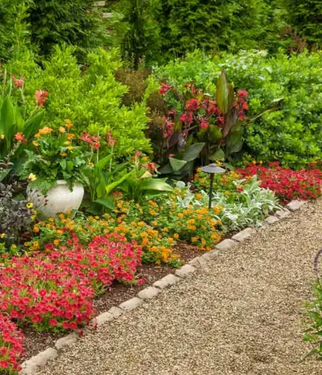 Canna 'Toucan Scarlet', Indian Shot 'Toucan Scarlet', Cana Lily 'Toucan Scarlet, Canna Lily Canna lilies, Red Canna Lilies, Red Canna Lilies