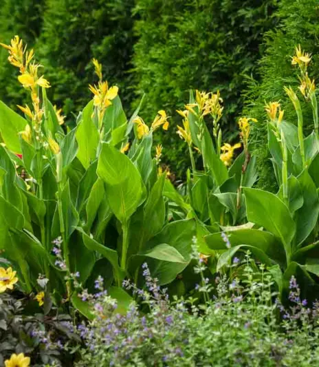 Canna 'Toucan Yellow', Indian Shot 'Toucan Yellow', Cana Lily 'Toucan Yellow, Canna Lily Canna lilies, Yellow Canna Lilies, Yellow Flowers