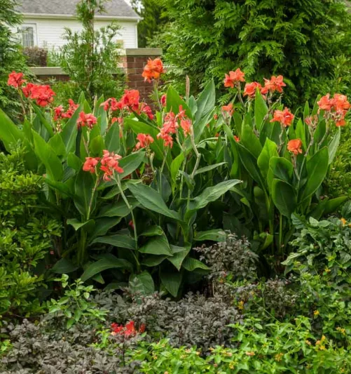 Canna 'Toucan Dark Orange', Indian Shot 'Toucan Dark Orange', Cana Lily 'Toucan Dark Orange, Canna Lily Canna lilies, Orange Canna Lilies, Red Canna Lilies