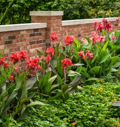 Canna 'Toucan Dark Orange', Indian Shot 'Toucan Dark Orange', Cana Lily 'Toucan Dark Orange, Canna Lily Canna lilies, Orange Canna Lilies, Red Canna Lilies