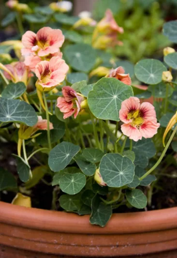 Nasturtium 'Ladybird Rose', Tropaeolum 'Ladybird Rose', Dwarf Nasturtium 'Ladybird Rose', Pink Nasturtium, Bicolor Nasturtium