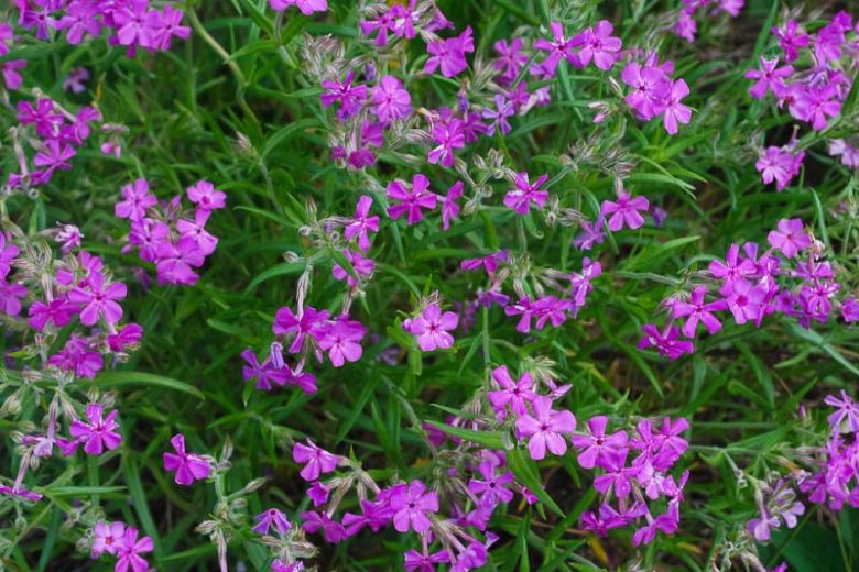 Phlox pilosa, Downy Phlox, Prairie Phlox, Fragrant Phlox, Purple Phlox, Purple flowers