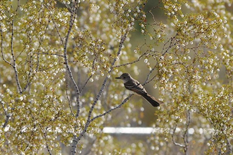 Larrea tridentata,  Creosote Bush, Greasewood, Hediondilla, Governadora, Guamis, Yellow Flowers, Evergreen Shrubs