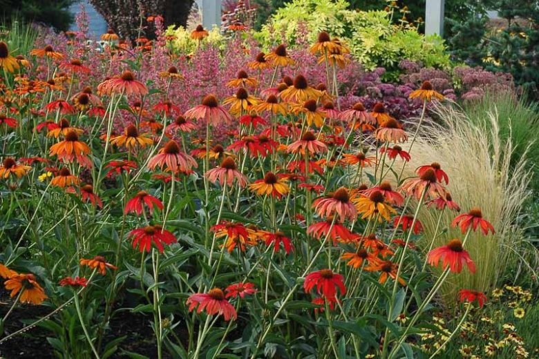 Coneflower Tiki Torch, Echinacea Tiki Torch, Orange Coneflower, Orange Echinacea