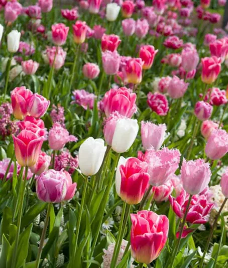 Tulipa 'Cairo', Tulip 'Cairo', Triumph Tulip 'Cairo', Triumph Tulips, Spring Bulbs, Spring Flowers, Tulipe Cairo, Orange Tulip
