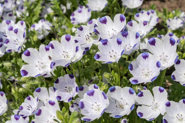 Nemophila maculata, Five Spot, Five-Spot Baby, Fivespot, Blue Flowers, Blue Groundcover, Blue Ground Cover
