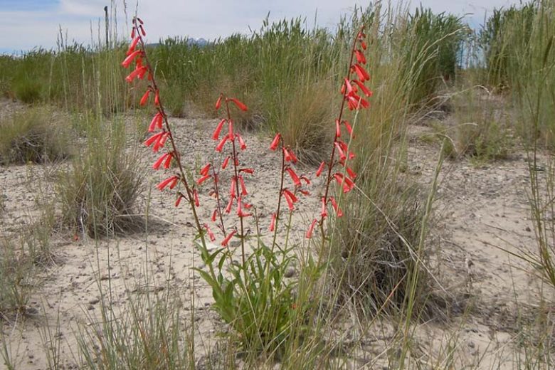 Penstemon eatonii, Firecracker Penstemon, Firecracker Beardtongue, Eaton's Penstemon, Eaton's Beardtongue, Red Penstemon, Red Beardtongue