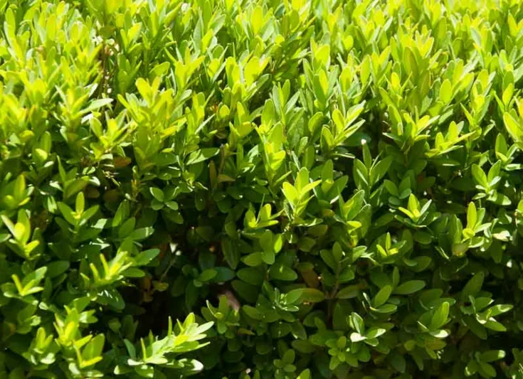Buxus sinica var. insularis 'Justin Brouwers', Korean Boxwood 'Justin Brouwers', English Boxwood, American Boxwood, Evergreen Shrub, Small Shrub