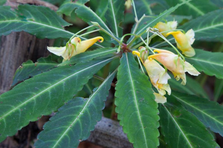 Impatiens omeiana, Hardy Impatiens, Shade Flowers, Yellow Impatiens