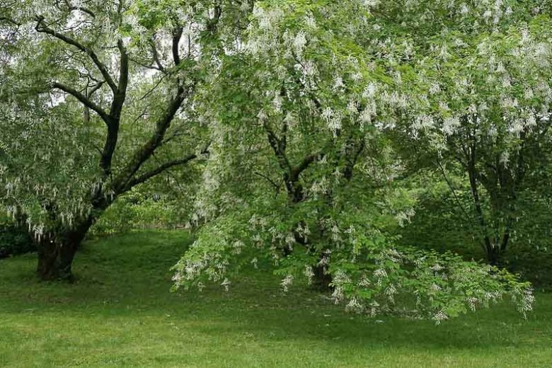 Cladrastis kentukea, Kentucky Yellowwood, Yellowwood, Gopherwood, Virgilia, Yellow Ash, Cladrastis lutea, Cladrastis tinctoria, fall color, White flowers