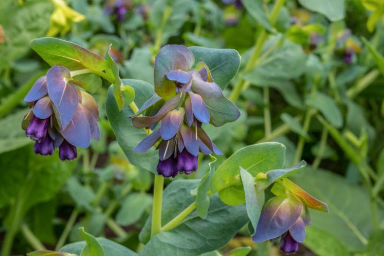 Cerinthe major 'Purpurascens', Honeywort 'Purpurascens'