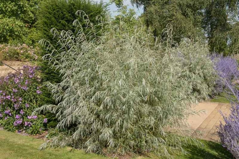 salix exigua