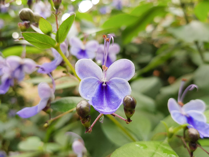 Clerodendrum, Butterfly Bush, Clerodendrum ugandense,Harlequin Glorybower, Peanut Butter Tree,Clerodendrum trichotomum,Rose Glory Bower, Glory Bower, Glory Flower, Cashmere Bouquet