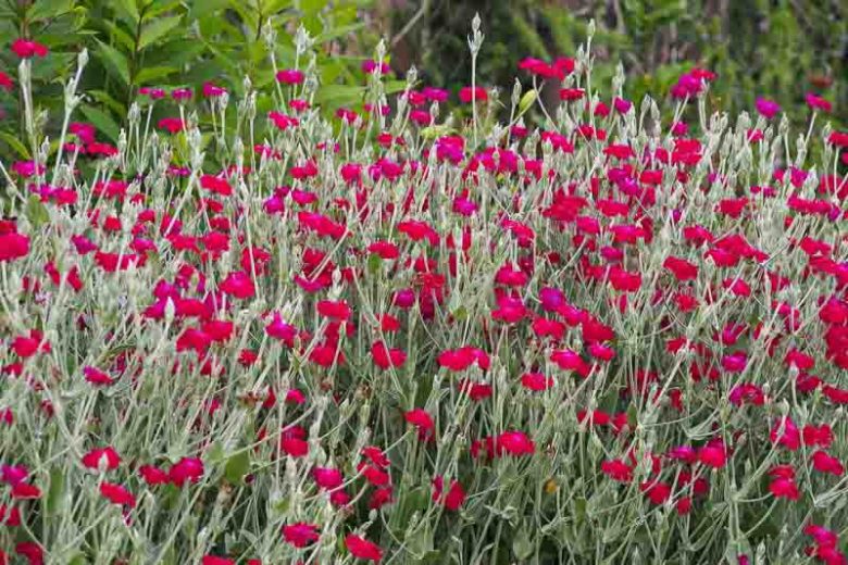 Rose Campion, Lychnis coronaria flowers and foliage