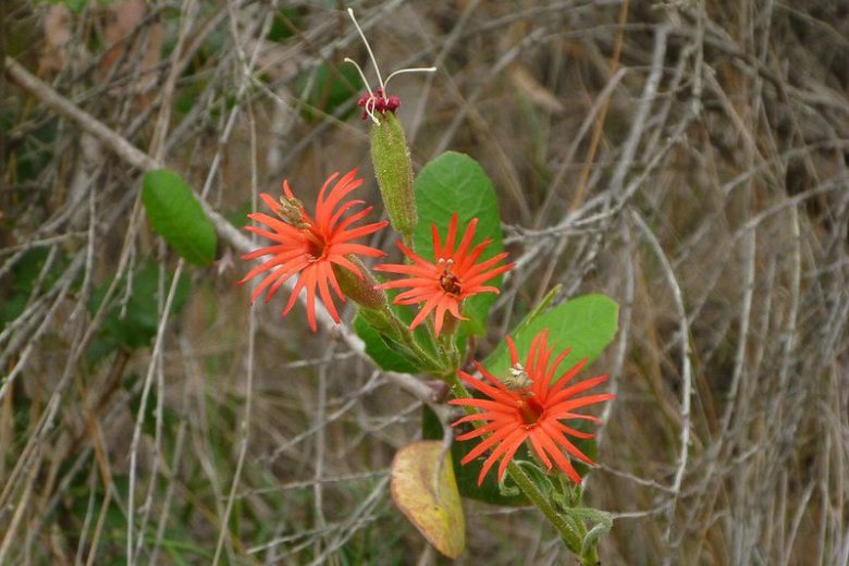 Silene laciniata, Cardinal Catchfly, Southern Indian Pink, Mexican Campion, Catchfly, Red flowers, Drought tolerant plants, California Native Plants, California Native Perennials