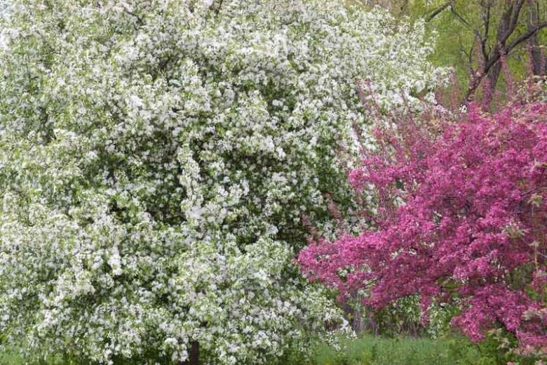 Malus 'Snowdrift', Crabapple 'Snowdrift', Crab Apple 'Snowdrift', Fragrant Tree, Red fruit, red berries, Winter fruits, White flowers,