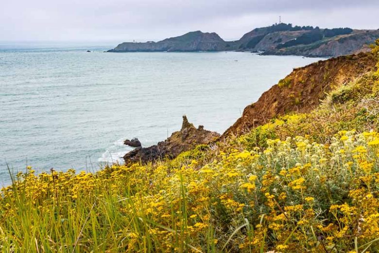 Eriophyllum confertiflorum, Golden Yarrow, Yellow Yarrow, yellow flowers