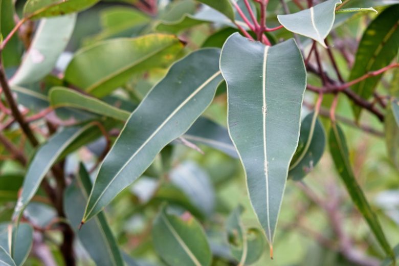 Eucalyptus ficifolia, Gum Tree, Flowering Gum, Red Flowering Gum, Eucalyptus ficifolia, Evergreen Tree, Red Flowers